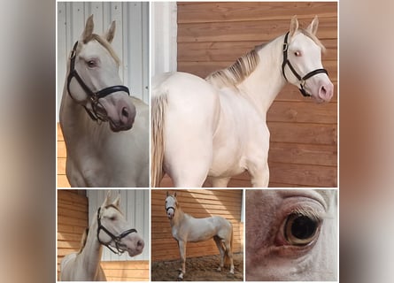 PNR, Yegua, 3 años, Perla