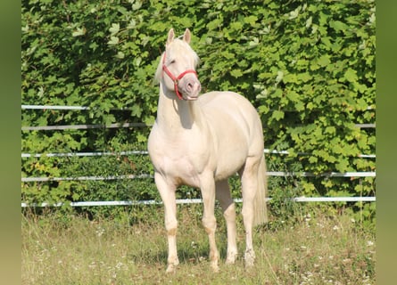 American Quarter Horse, Hengst, 11 Jaar, 154 cm, Champagne