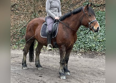 Polacco, Castrone, 10 Anni, 155 cm, Baio