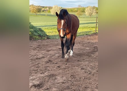Polacco, Castrone, 15 Anni, 170 cm, Baio