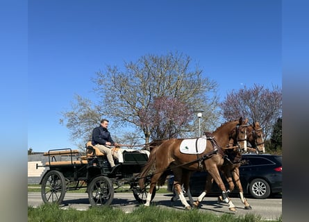Polacco, Castrone, 5 Anni, 164 cm, Sauro