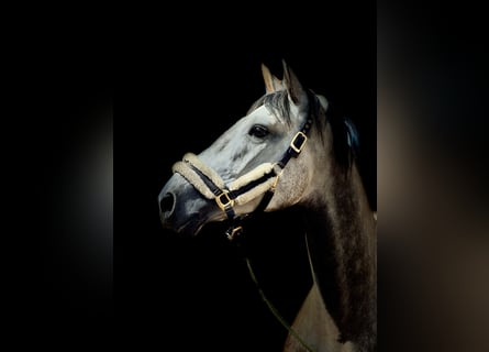 Polacco, Castrone, 6 Anni, 170 cm, Grigio