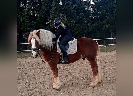 Polacco da Tiro, Castrone, 4 Anni, 160 cm, Sauro scuro