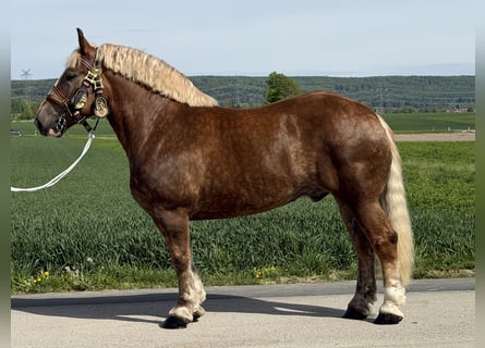 Polacco da Tiro, Castrone, 4 Anni, 165 cm, Sauro scuro