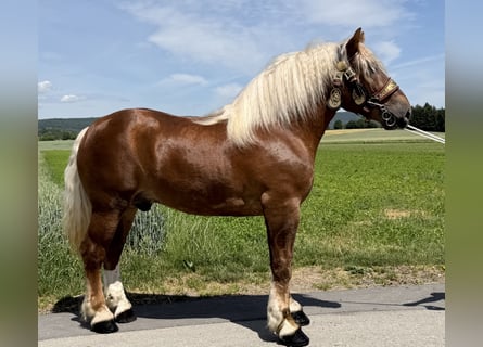 Polacco da Tiro, Castrone, 4 Anni, 166 cm, Sauro scuro