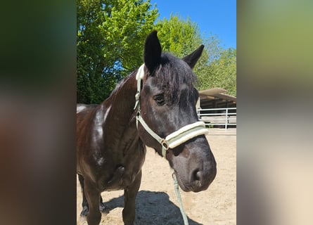 Polacco da Tiro, Castrone, 6 Anni, 159 cm, Morello