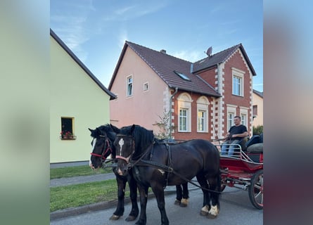 Polacco da Tiro, Castrone, 6 Anni, 160 cm, Morello