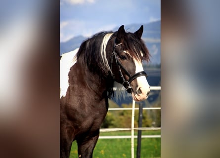 Polacco da Tiro, Castrone, 7 Anni, 155 cm, Pezzato