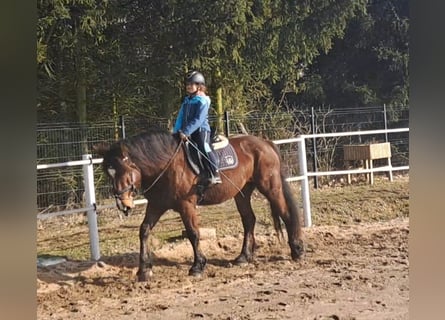 Polacco da Tiro Mix, Giumenta, 10 Anni, 160 cm, Baio