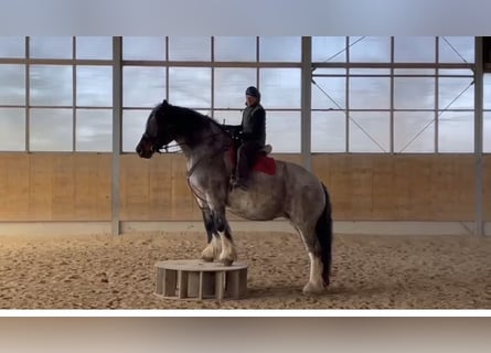 Polacco da Tiro, Giumenta, 10 Anni, 169 cm, Grigio rossastro