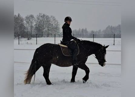 Polacco da Tiro, Giumenta, 11 Anni, 156 cm, Sauro scuro