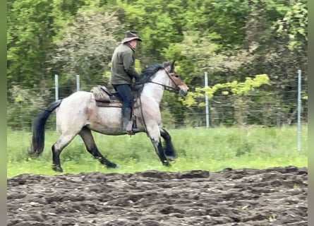 Polacco da Tiro, Giumenta, 4 Anni, 160 cm, Grigio rossastro