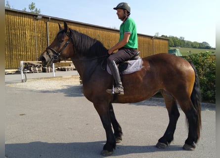 Polacco da Tiro, Giumenta, 4 Anni, 166 cm, Baio scuro