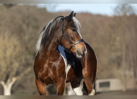 Polacco da Tiro Mix, Giumenta, 6 Anni, 153 cm, Pezzato