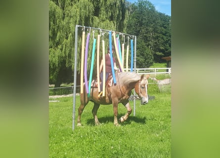 Polacco da Tiro, Giumenta, 6 Anni, 157 cm, Sauro