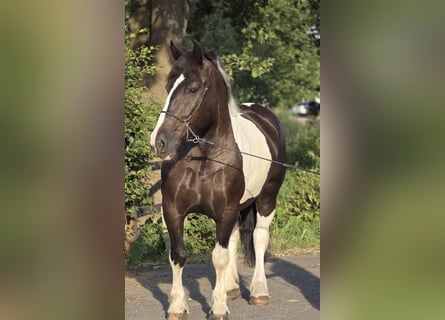 Polacco da Tiro, Giumenta, 7 Anni, 161 cm, Pezzato