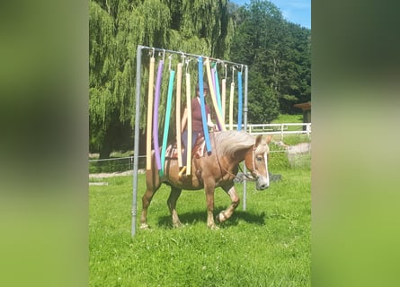 Polacco da Tiro, Giumenta, 8 Anni, 157 cm, Sauro