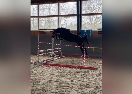 Polacco, Giumenta, 4 Anni, 165 cm, Baio scuro