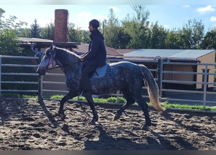 Polacco, Giumenta, 6 Anni, 160 cm, Grigio pezzato