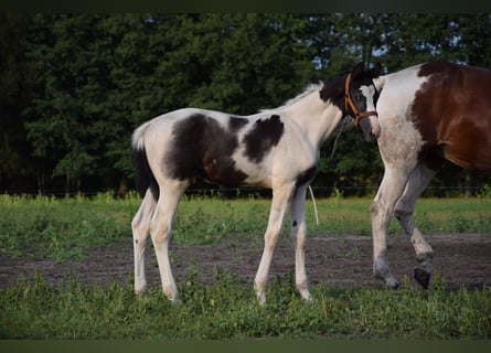 Polacco, Stallone, Puledri (06/2024), 170 cm, Pezzato