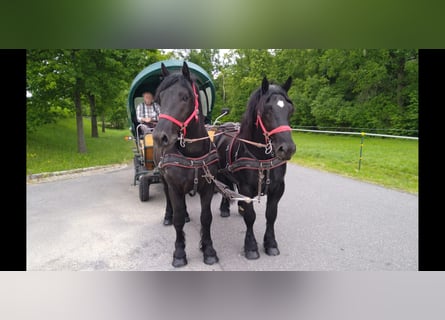 Polish Coldblood, Gelding, 3 years, 15,2 hh, Black