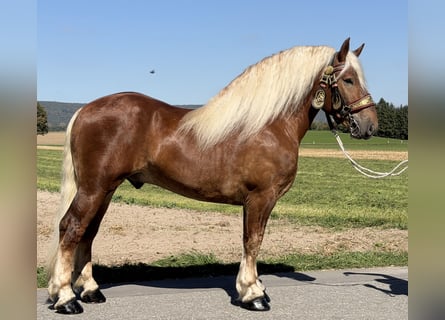 Polish Coldblood, Gelding, 3 years, 16.1 hh, Chestnut