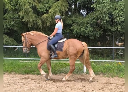 Polish Coldblood Mix, Gelding, 3 years, 16.1 hh, Chestnut-Red