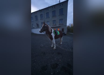 Polish Coldblood, Gelding, 3 years, 16 hh, Overo-all-colors