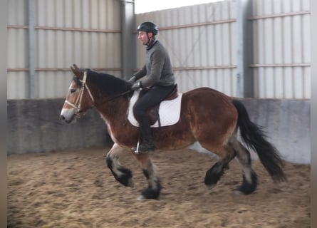 Polish Coldblood, Gelding, 4 years, 15 hh, Brown-Light