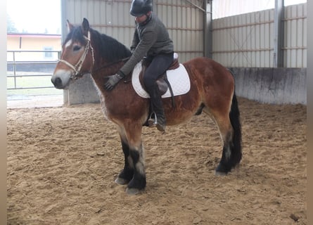 Polish Coldblood, Gelding, 4 years, 15 hh, Brown-Light