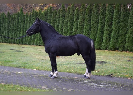 Polish Coldblood Mix, Gelding, 4 years, 15,1 hh, Pinto