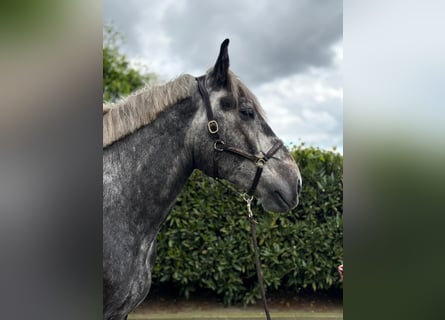 Polish Coldblood, Gelding, 4 years, 17 hh, Grey-Dapple