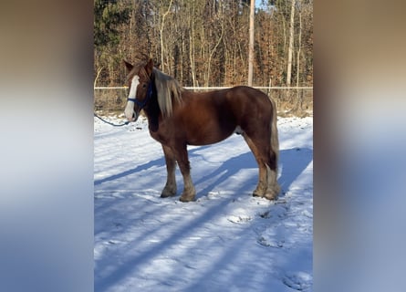 Polish Coldblood Mix, Gelding, 5 years, 15,1 hh, Chestnut-Red