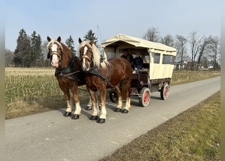 Polish Coldblood, Gelding, 7 years, 16,1 hh, Chestnut-Red