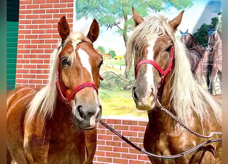 Polish Coldblood, Gelding, 7 years, 16 hh, Chestnut-Red
