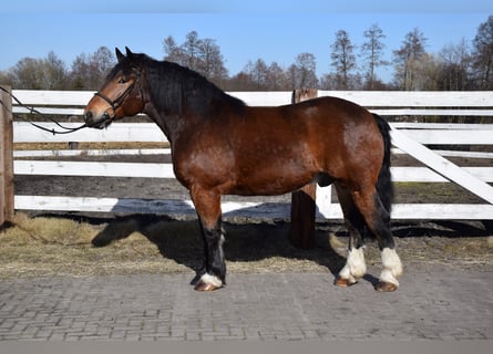 Polish Coldblood, Gelding, 7 years, 16,1 hh, Brown