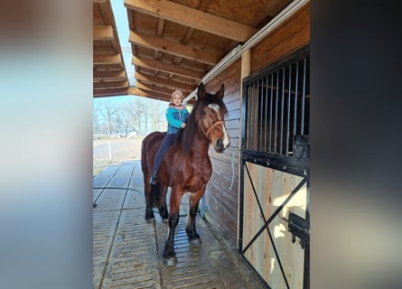 Polish Coldblood Mix, Mare, 10 years, 15,2 hh, Brown