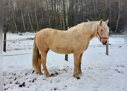 Polish Coldblood, Mare, 2 years, 16 hh, Palomino
