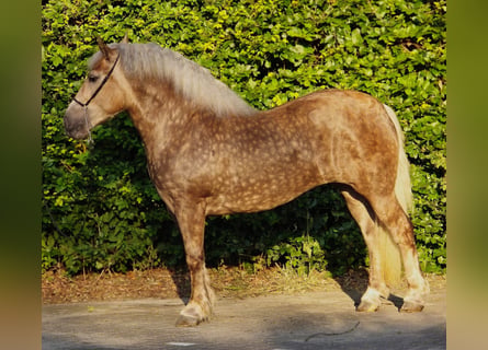Polish Coldblood, Mare, 3 years, 15.2 hh, Champagne