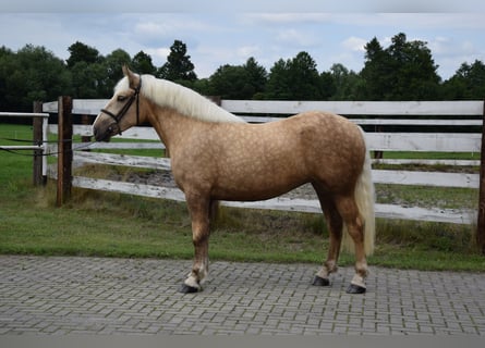 Polish Coldblood Mix, Mare, 3 years, 15.2 hh, Palomino Polish Coldblood Mix, Mare, 3 years, 15.2 hh, Palomino
