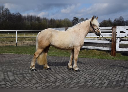 Polish Coldblood Mix, Mare, 3 years, 15.3 hh, Palomino