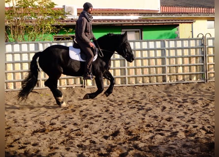 Polnisches Kaltblut, Stute, 4 Jahre, 14,3 hh, Rappe