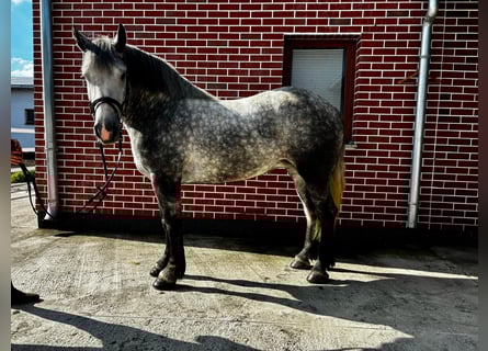 Polish Coldblood Mix, Mare, 4 years, 15.1 hh, Grey-Dapple