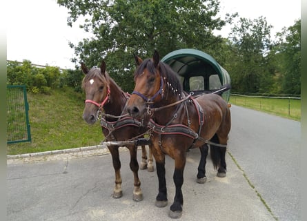 Polish Coldblood, Mare, 4 years, 16,1 hh, Bay-Dark