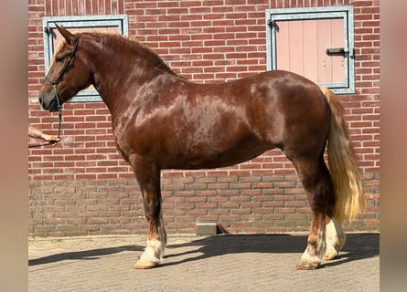Polish Coldblood, Mare, 4 years, 16.1 hh