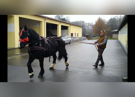 Polish Coldblood, Mare, 5 years, 15,2 hh, Black