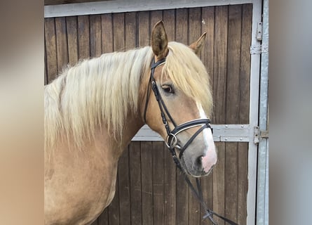 Polish Coldblood, Mare, 6 years, 15,1 hh, Chestnut-Red