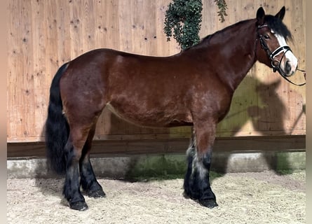 Polish Coldblood, Mare, 6 years, 15,2 hh, Brown