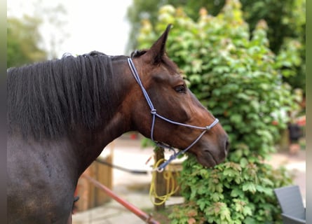 Polish Coldblood, Mare, 6 years, 15,3 hh, Brown