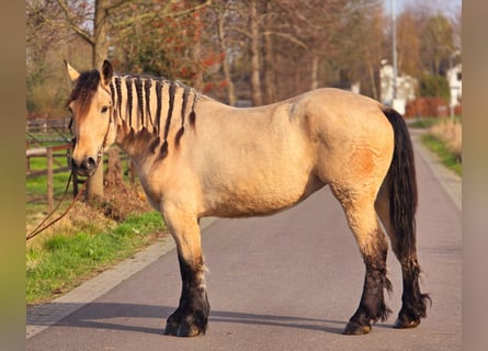 Polish Coldblood, Mare, 6 years, 16 hh, Dun